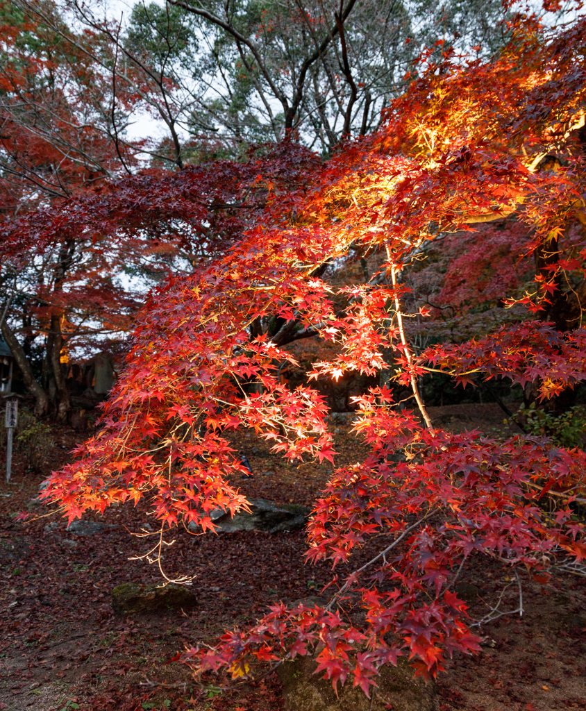 竈門神社の紅葉２０２２