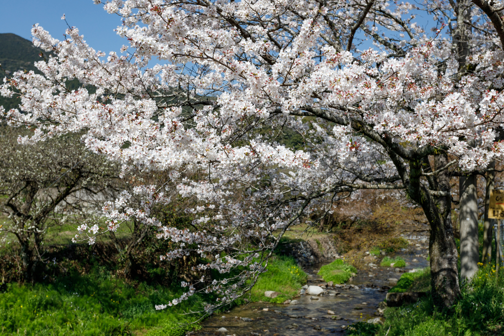 秋月の桜2023#3