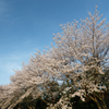 太宰府の桜2024その９