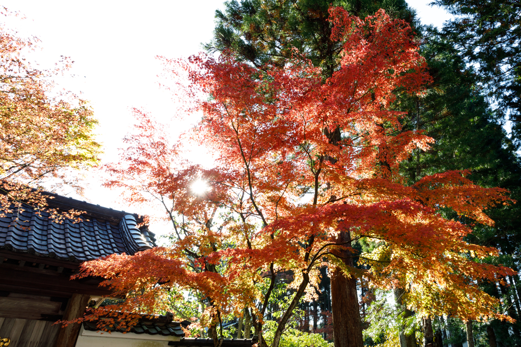 呑山観音の紅葉２０２２