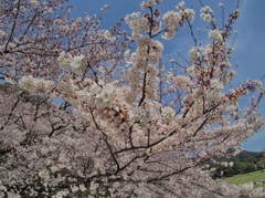 太宰府政庁跡の桜　３