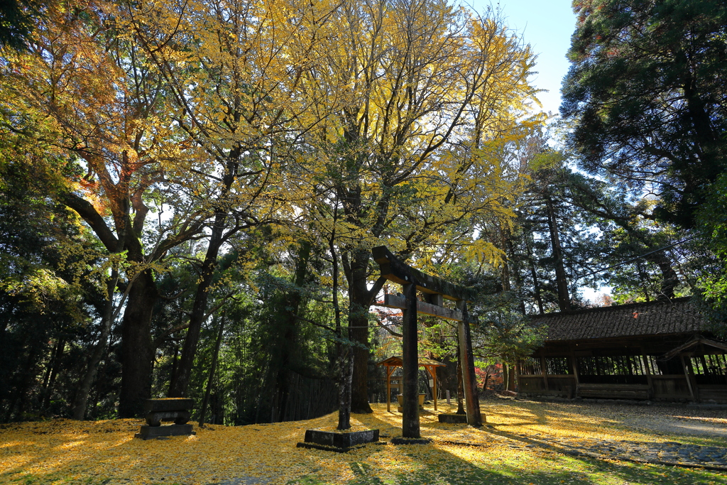 秋月の紅葉２０２１　その８