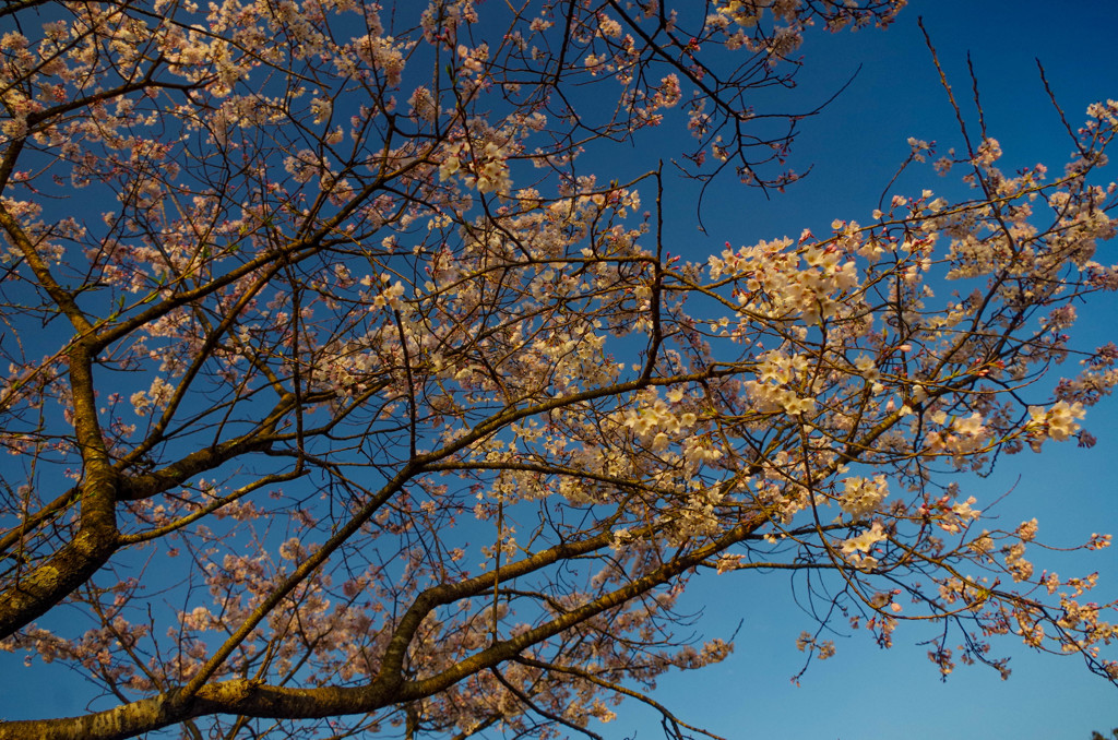 太宰府の桜５