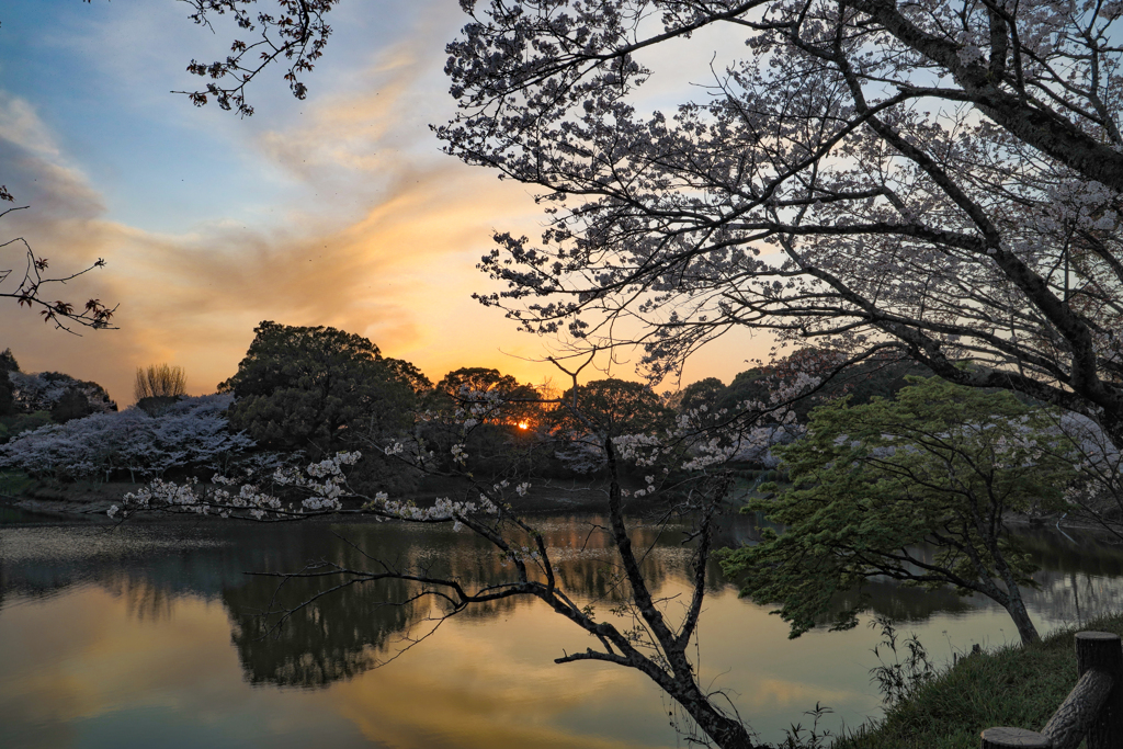 甘木公園の桜２０２０　その１