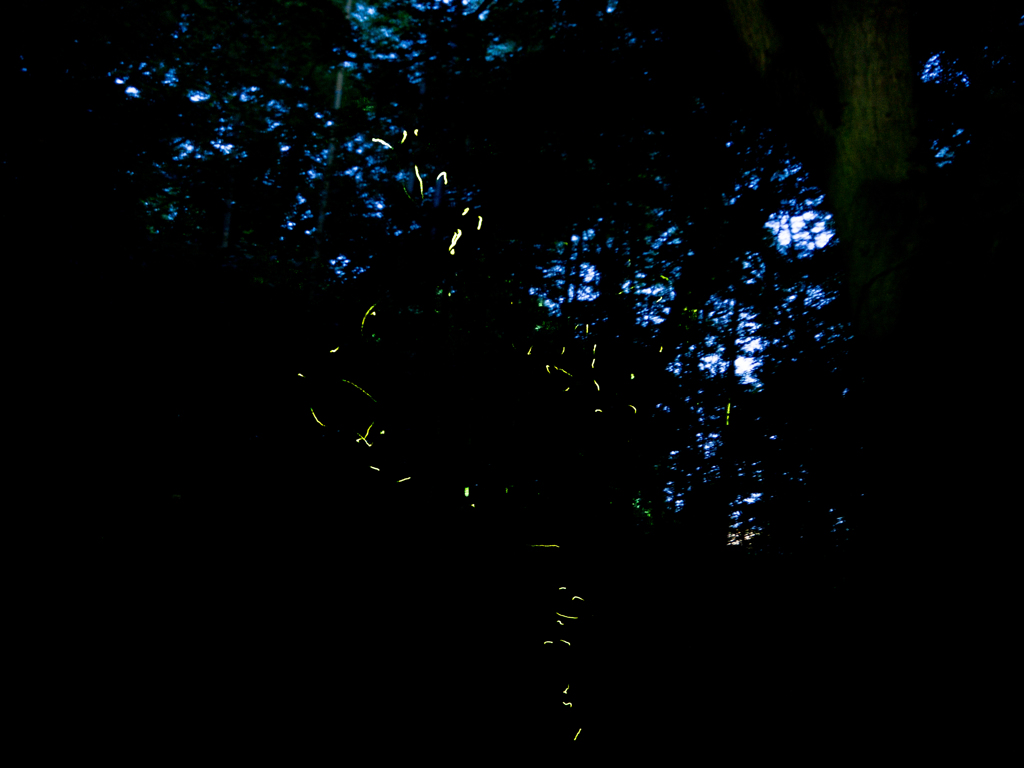 久留米のホタル