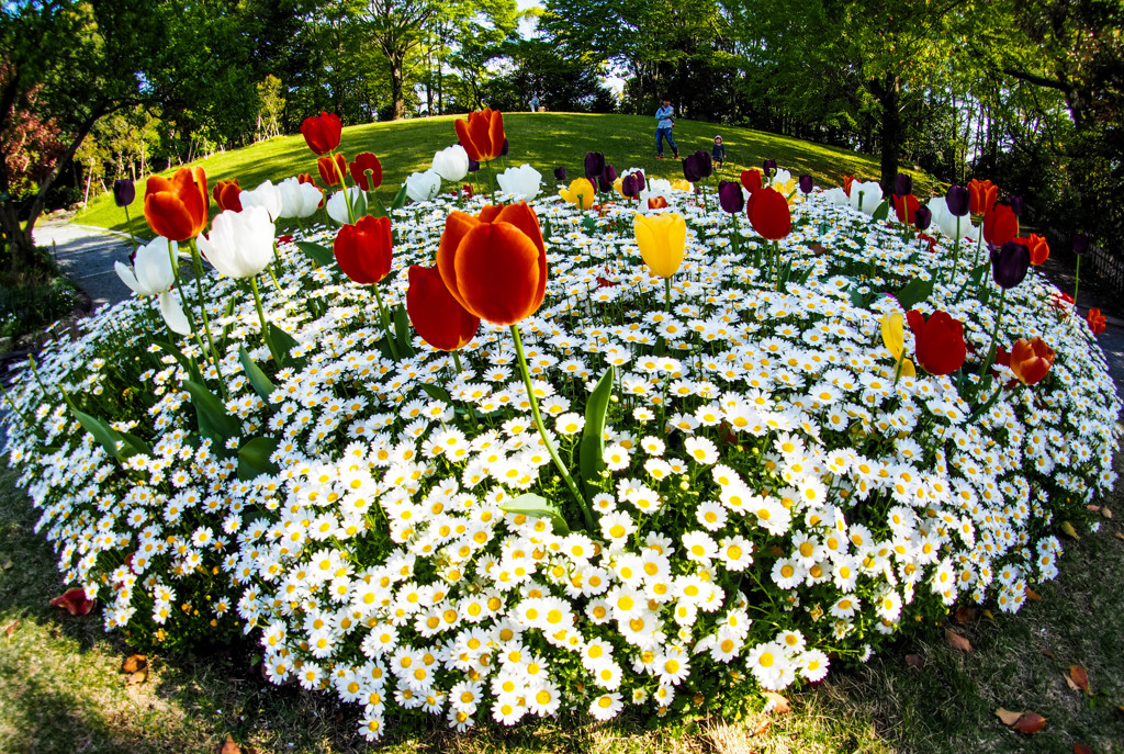 チューリップとノースボール２