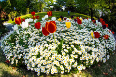 チューリップとノースボール２