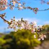 糸島の桜