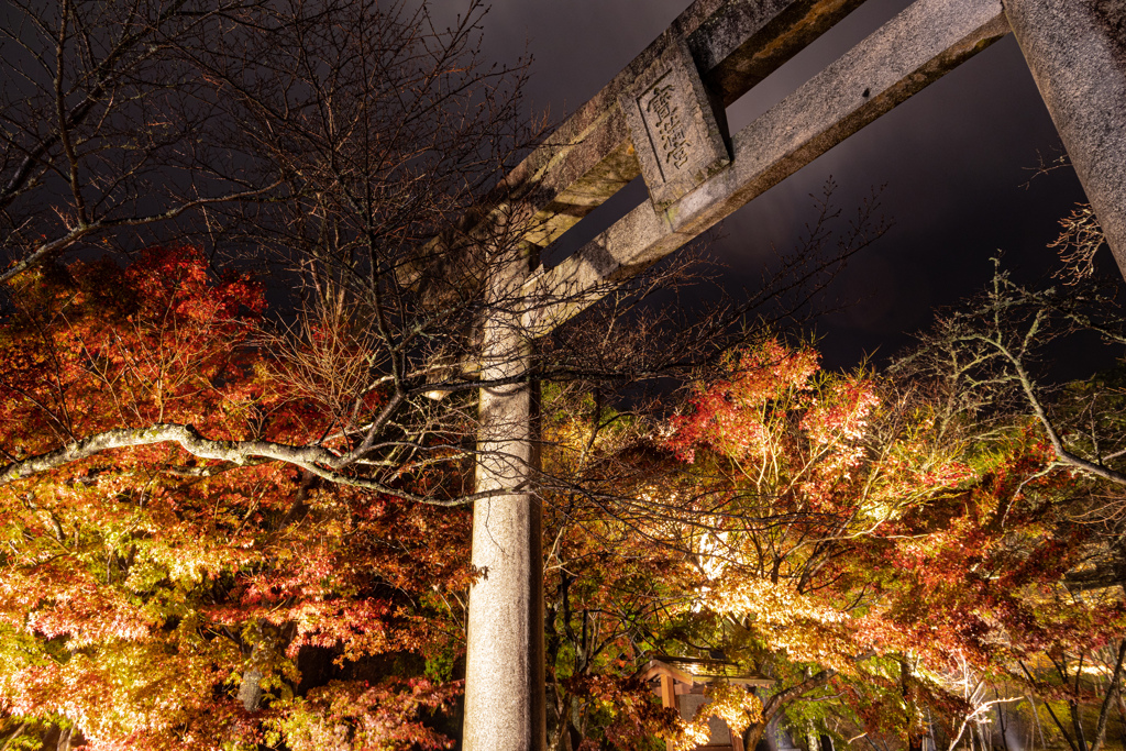 雨のライトアップの竈門神社の紅葉　その１
