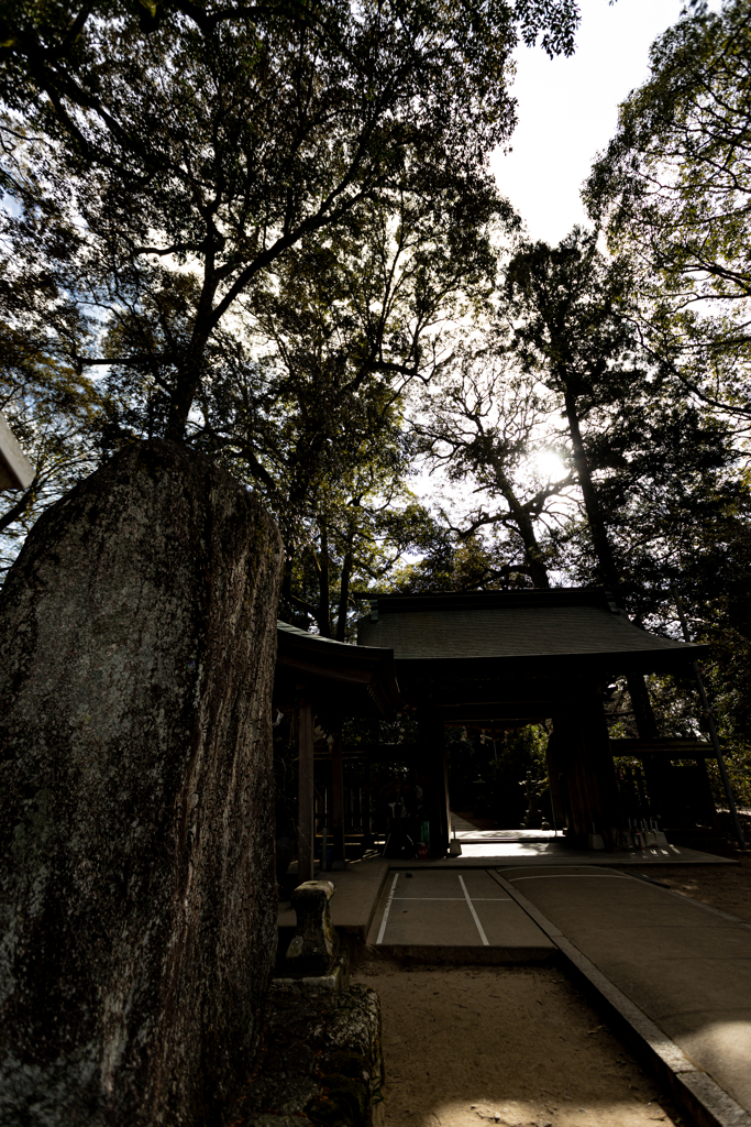 神社の森２
