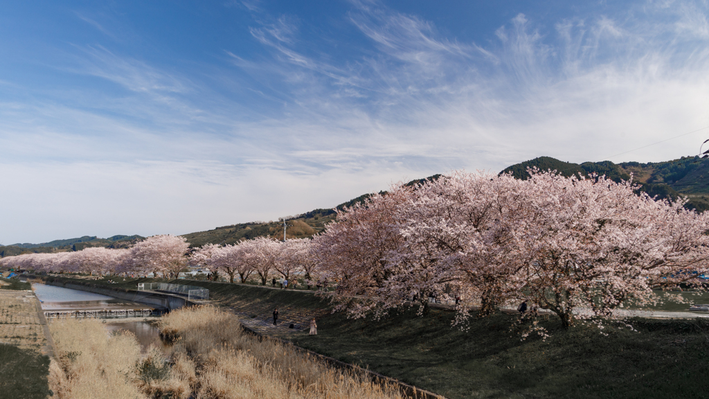 うきは流川桜並木　その６
