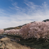 うきは流川桜並木　その６