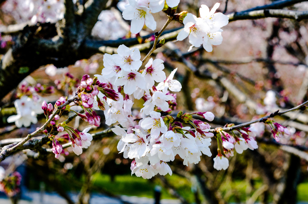 太宰府政庁跡の桜１