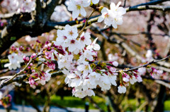 太宰府政庁跡の桜１