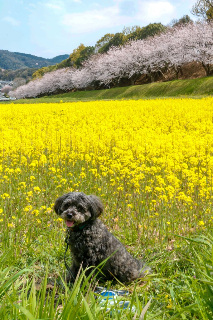 ワンコと桜と菜の花と