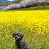 ワンコと桜と菜の花と