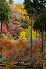 佐賀の紅葉新名所 環境芸術の森 ８