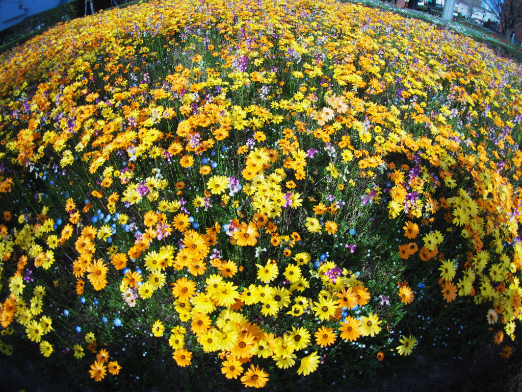 久留米　石橋文化センターの花　