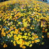 久留米　石橋文化センターの花　