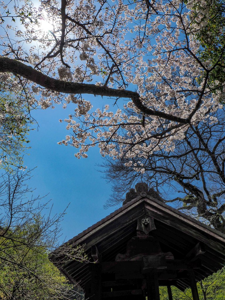 黒門と桜２