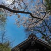 黒門と桜２