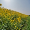 宝満川の菜の花　２