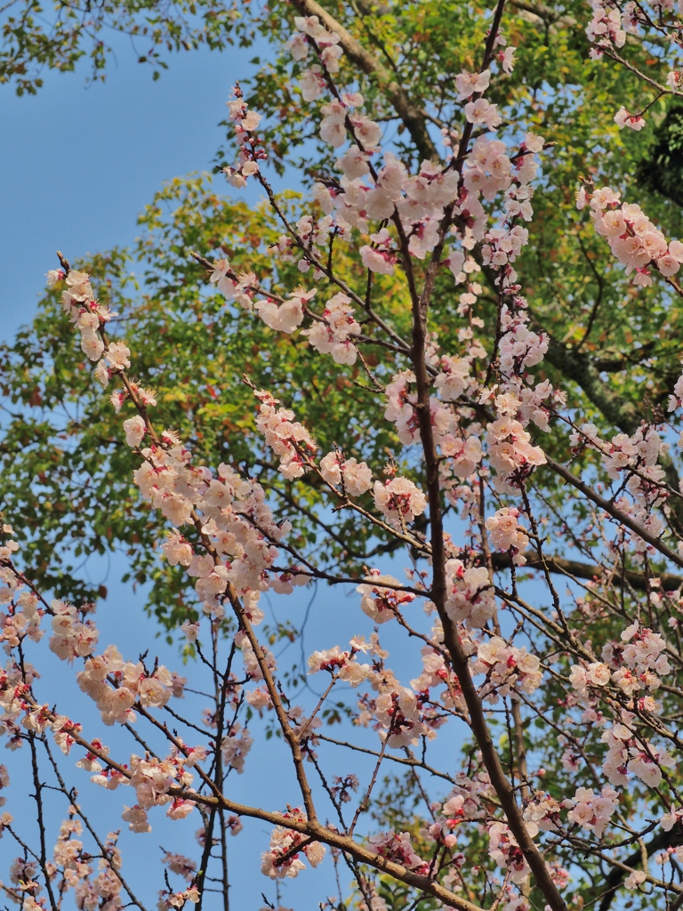 久留米　石橋文化センターの花　