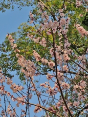 久留米　石橋文化センターの花　