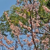 久留米　石橋文化センターの花　