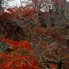 佐賀西渓公園の紅葉２０１９その２