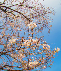 太宰府の桜３