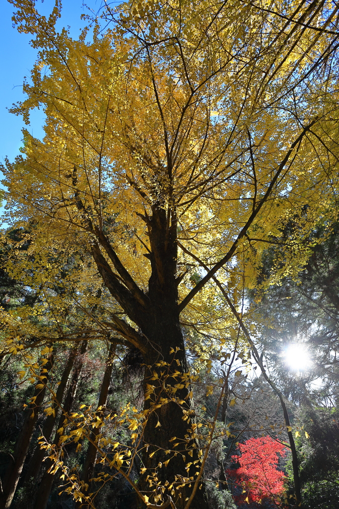 秋月の紅葉２０２１　その５