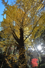 秋月の紅葉２０２１　その５