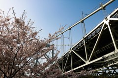 関門橋と桜