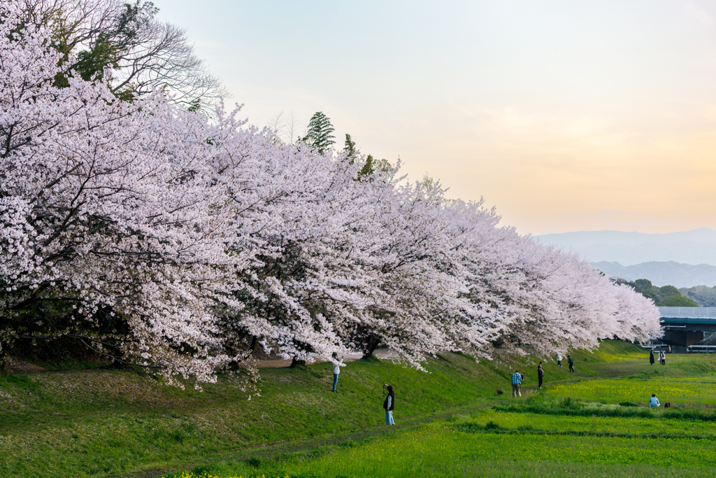 太宰府の桜2024その７