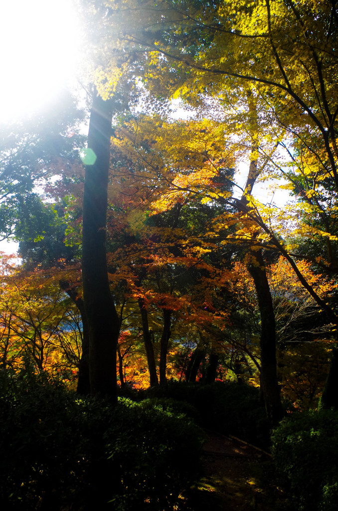 日が差し込んだ紅葉の林