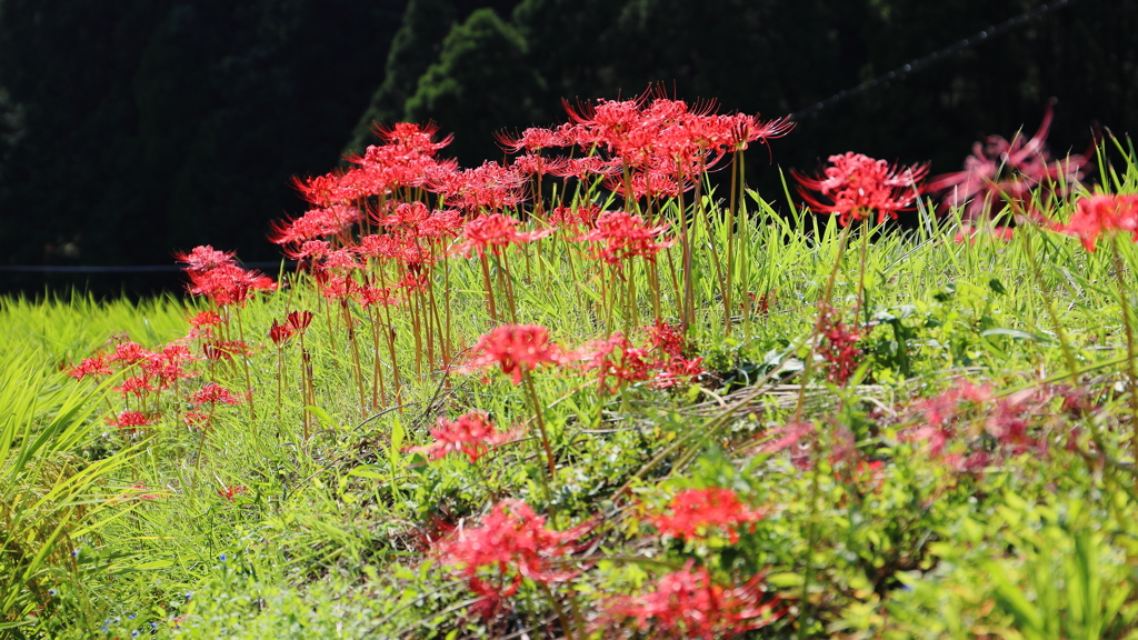 佐賀　江里山の棚田　彼岸花　その４