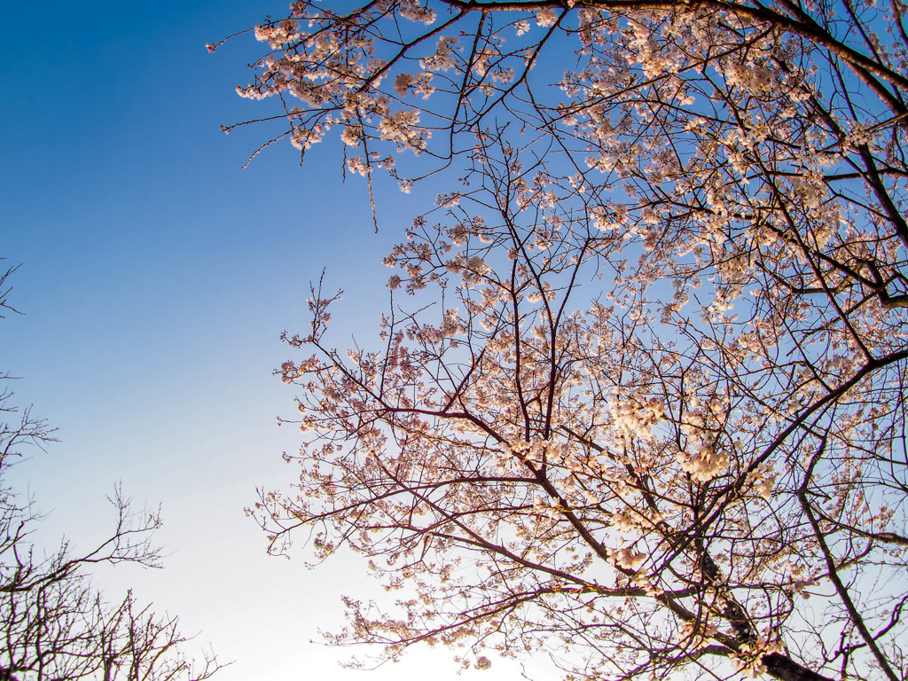 太宰府の桜４