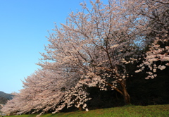 水城跡の夕日に映える桜