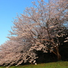 水城跡の夕日に映える桜