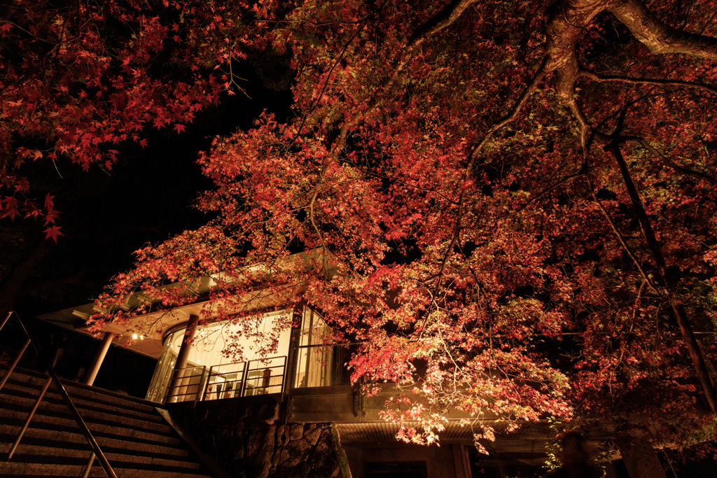 竈門神社の紅葉２０２２＃８
