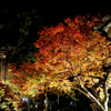 大興善寺の紅葉２０１９　その１