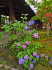 東福寺のアジサイ