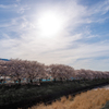 うきは流川桜並木　その５