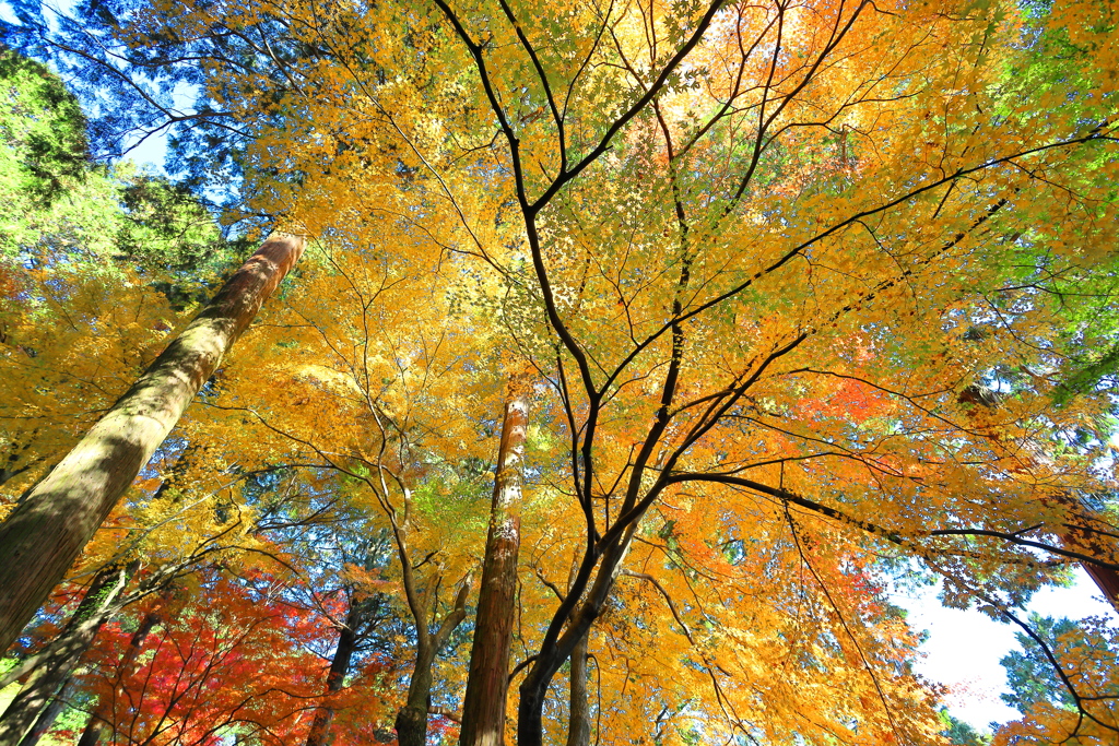 大興善寺の紅葉２０２１　その１１
