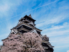 熊本城の桜４