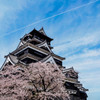 熊本城の桜４