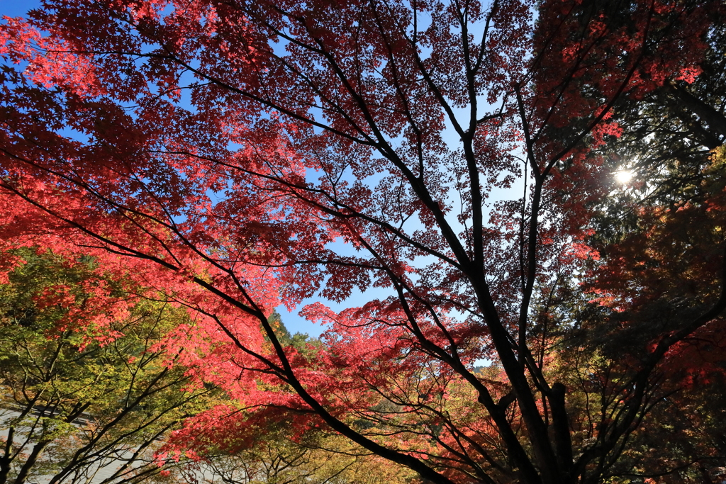 呑山観音寺　その４