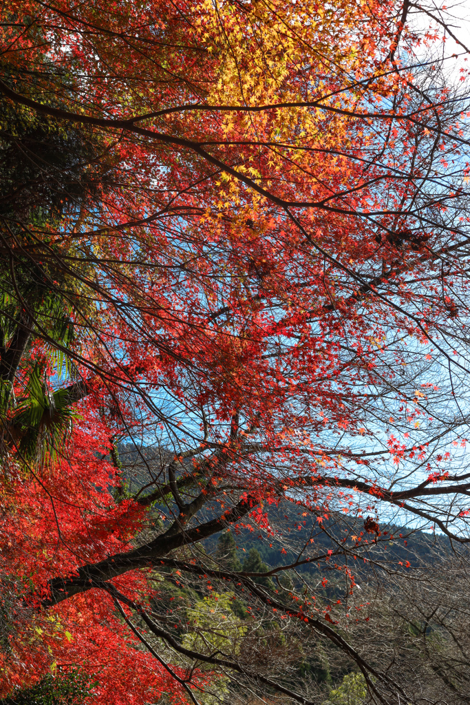 秋月の紅葉２０１９その７