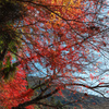 秋月の紅葉２０１９その７